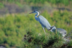 Baby Heron Stock Photos - Royalty Free Stock Images