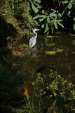 Grey heron and koi carp in Arboretum Trompenburg Royalty Free Stock Image Grey heron and koi carp in Arboretum Trompenburg Royalty Free Stock Image
