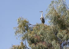 Grey Heron Perched in a Eucalyptus Tree stock image Grey Heron Perched in a Eucalyptus Tree stock image