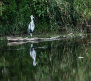 Grey Heron reflecting stock photos Grey Heron reflecting stock photos