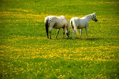 grey horses on flower meadow Stock Image grey horses on flower meadow Stock Image