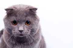 Grey kitten Stock Photography Grey kitten Stock Photography