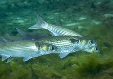 Grey Mullet Foraging - ventilando as molas foto de stock royalty free Grey Mullet Foraging - ventilando as molas foto de stock royalty free