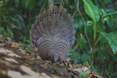 Grey Peacock Pheasant`s Family stock images Grey Peacock Pheasant`s Family stock images
