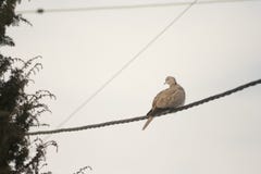 Grey Pigeons, das auf Drähten über blauem Himmel steht Stockfotografie Grey Pigeons, das auf Drähten über blauem Himmel steht Stockfotografie