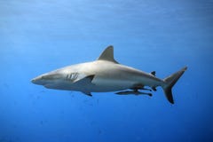 Grey Reef Shark Stock Image Grey Reef Shark Stock Image