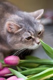 Grey scottish cat with pink flowers royalty free stock images Grey scottish cat with pink flowers royalty free stock images