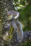 Grey Squirrel Clutches Apple Tree-Lidmaat royalty-vrije stock fotografie Grey Squirrel Clutches Apple Tree-Lidmaat royalty-vrije stock fotografie