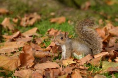 Grey Squirrel ekorre, Sciuruscarolinensis arkivbild Grey Squirrel ekorre, Sciuruscarolinensis arkivbild