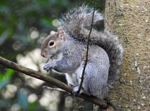 Grey Squirrel selvaggio in un cibo dell'albero fotografia stock Grey Squirrel selvaggio in un cibo dell'albero fotografia stock
