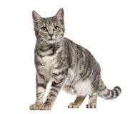 Grey stripped mixed-breed cat standing, isolated