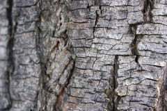 Grey trunk close up with blurry background royalty free stock images Grey trunk close up with blurry background royalty free stock images