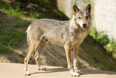 Grey Wolf Royalty Free Stock Images