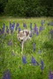 Grey Wolf Canis lupus Stands in Field of Lupine Royalty Free Stock Image Grey Wolf Canis lupus Stands in Field of Lupine Royalty Free Stock Image