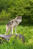 Grey Wolf (Canis Lupus) Stands On Rock Looking Right Stock Photos