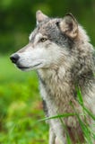 Grey Wolf Canis-Verlaten wolfszweerprofiel royalty-vrije stock foto's Grey Wolf Canis-Verlaten wolfszweerprofiel royalty-vrije stock foto's