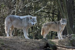 Grey Wolves Stock Photography