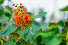 Greyia sutherlandii oder Natal Bottlebrush lizenzfreie stockfotografie Greyia sutherlandii oder Natal Bottlebrush lizenzfreie stockfotografie