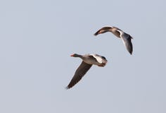 Greylag Ganzen tijdens de vlucht stock foto's Greylag Ganzen tijdens de vlucht stock foto's