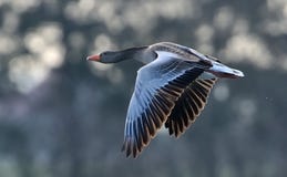 Greylag Goose In Flight Royalty Free Stock Photos