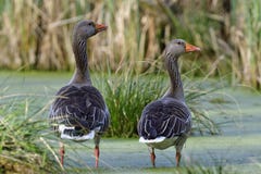 Greylag goose in the morning Royalty Free Stock Photos Greylag goose in the morning Royalty Free Stock Photos