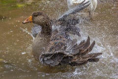 Greylag goose preening and splashing in the water royalty free stock photo Greylag goose preening and splashing in the water royalty free stock photo