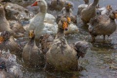 Greylag goose preening and splashing in the water royalty free stock images Greylag goose preening and splashing in the water royalty free stock images