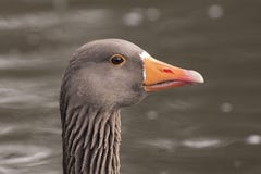 A greylag goose at Riverside Park, Southampton stock photography A greylag goose at Riverside Park, Southampton stock photography
