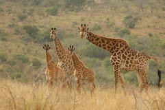Griaffe Family stock images Griaffe Family stock images