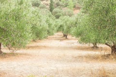 Griechischer Olivenbaum Grüne Oliven Plantage lizenzfreies stockfoto Griechischer Olivenbaum Grüne Oliven Plantage lizenzfreies stockfoto