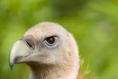 Griffon Geier-Porträt stockbild Griffon Geier-Porträt stockbild