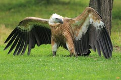 Griffon Vulture Stock Photos