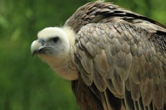 Griffon Vulture Royalty Free Stock Image