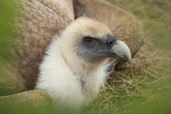 Griffon Vulture Royalty Free Stock Photo