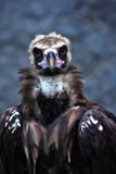 Griffon Vulture bird portrait taken in Moscow zoo.