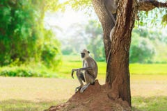 Grijze aap in de wilderniszitting onder een boom royalty-vrije stock afbeeldingen Grijze aap in de wilderniszitting onder een boom royalty-vrije stock afbeeldingen