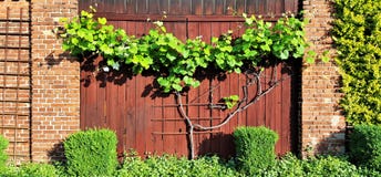 Grimpeur de vigne sur la porte de grange image stock Grimpeur de vigne sur la porte de grange image stock