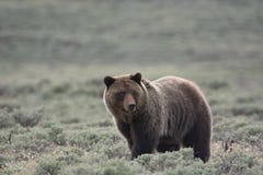 Grisslybjörn i den Yellowstone nationalparken royaltyfria foton Grisslybjörn i den Yellowstone nationalparken royaltyfria foton
