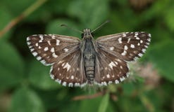 Grizzled Skipper Stock Photo Grizzled Skipper Stock Photo