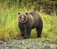 Grizzly Bear Stock Photos Grizzly Bear Stock Photos