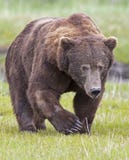 Grizzly bear boar