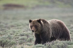 Grizzly niedźwiedź w Yellowstone parku narodowym obrazy stock Grizzly niedźwiedź w Yellowstone parku narodowym obrazy stock