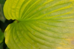 Groen bladdetail met zichtbare aders Achtergrond groene bladmacro stock foto's Groen bladdetail met zichtbare aders Achtergrond groene bladmacro stock foto's