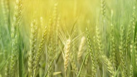 Groen gerstgebied, de landbouwlandbouwbedrijf van het korrel gezond voedsel stock afbeeldingen Groen gerstgebied, de landbouwlandbouwbedrijf van het korrel gezond voedsel stock afbeeldingen
