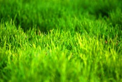 Groen gras Groen gras