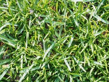 Groen jong eerste gras in de lente Mening van hierboven stock foto Groen jong eerste gras in de lente Mening van hierboven stock foto