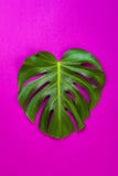 Groen tropisch palmblad op roze gekleurde achtergrond De minimale vlakte legt stijl Lucht, hoogste mening, exemplaarruimte Royalty-vrije Stock Fotografie Groen tropisch palmblad op roze gekleurde achtergrond De minimale vlakte legt stijl Lucht, hoogste mening, exemplaarruimte Royalty-vrije Stock Fotografie