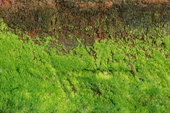 Groene algen op concrete Muur stock afbeeldingen Groene algen op concrete Muur stock afbeeldingen