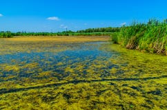 Groene algen op oppervlakte van het meer royalty-vrije stock afbeeldingen Groene algen op oppervlakte van het meer royalty-vrije stock afbeeldingen