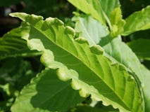 Groene bladeren met zonlicht stock foto Groene bladeren met zonlicht stock foto